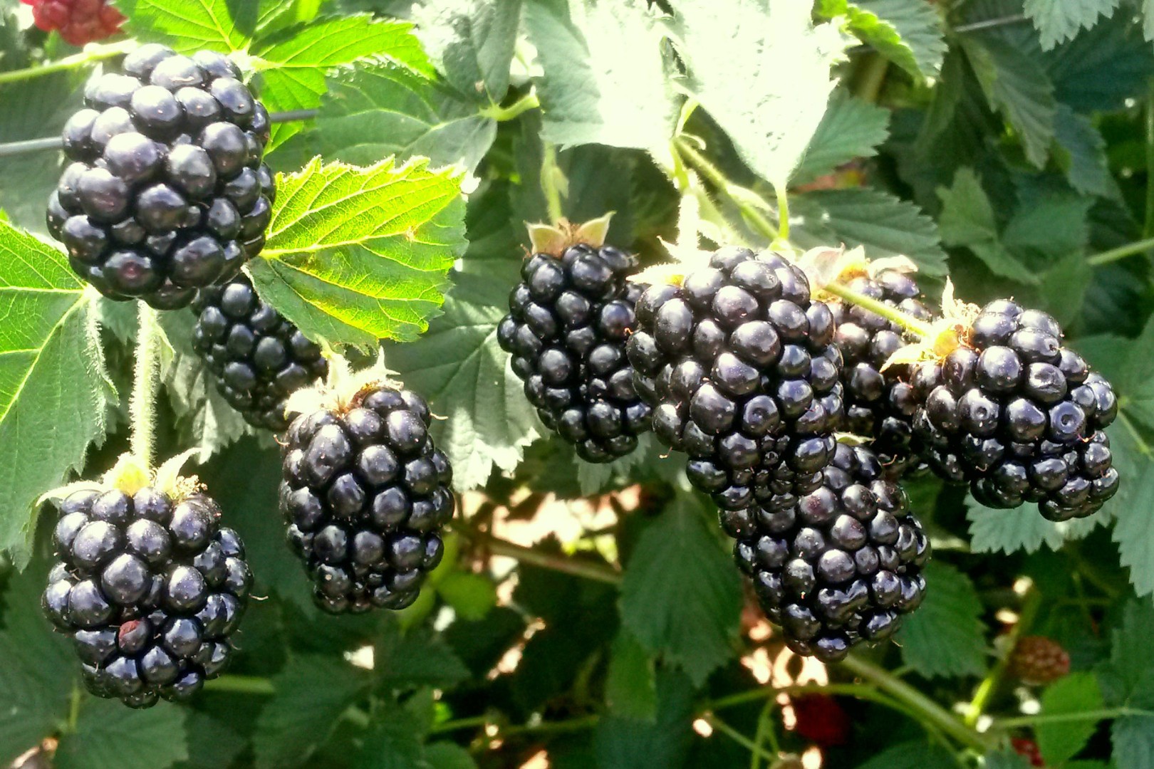 Выращиваем полезную ежевику