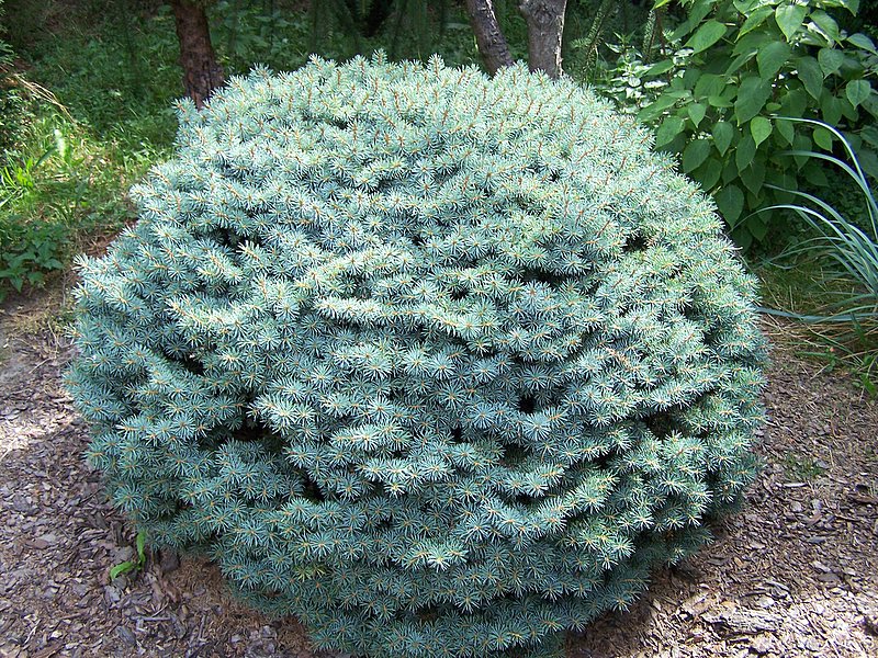 Декоративные ели на вашем участке