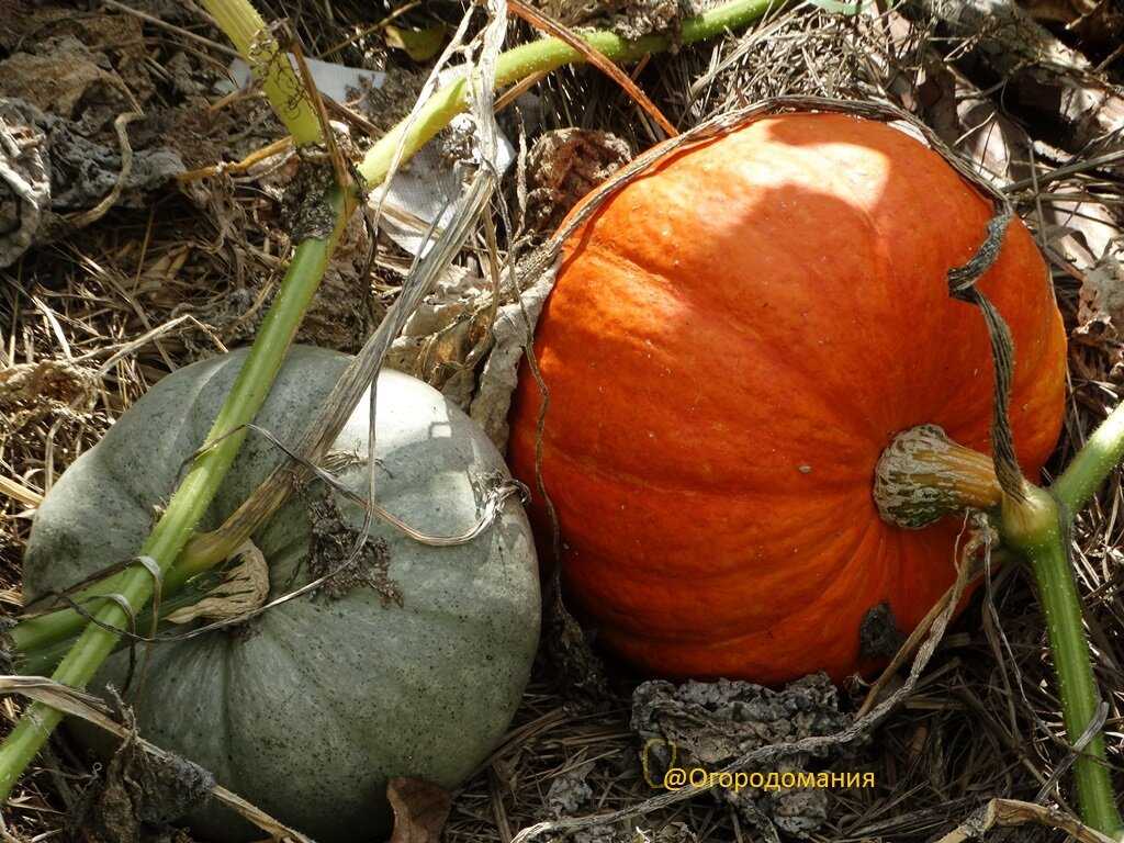 Как понять, что тыква созрела?