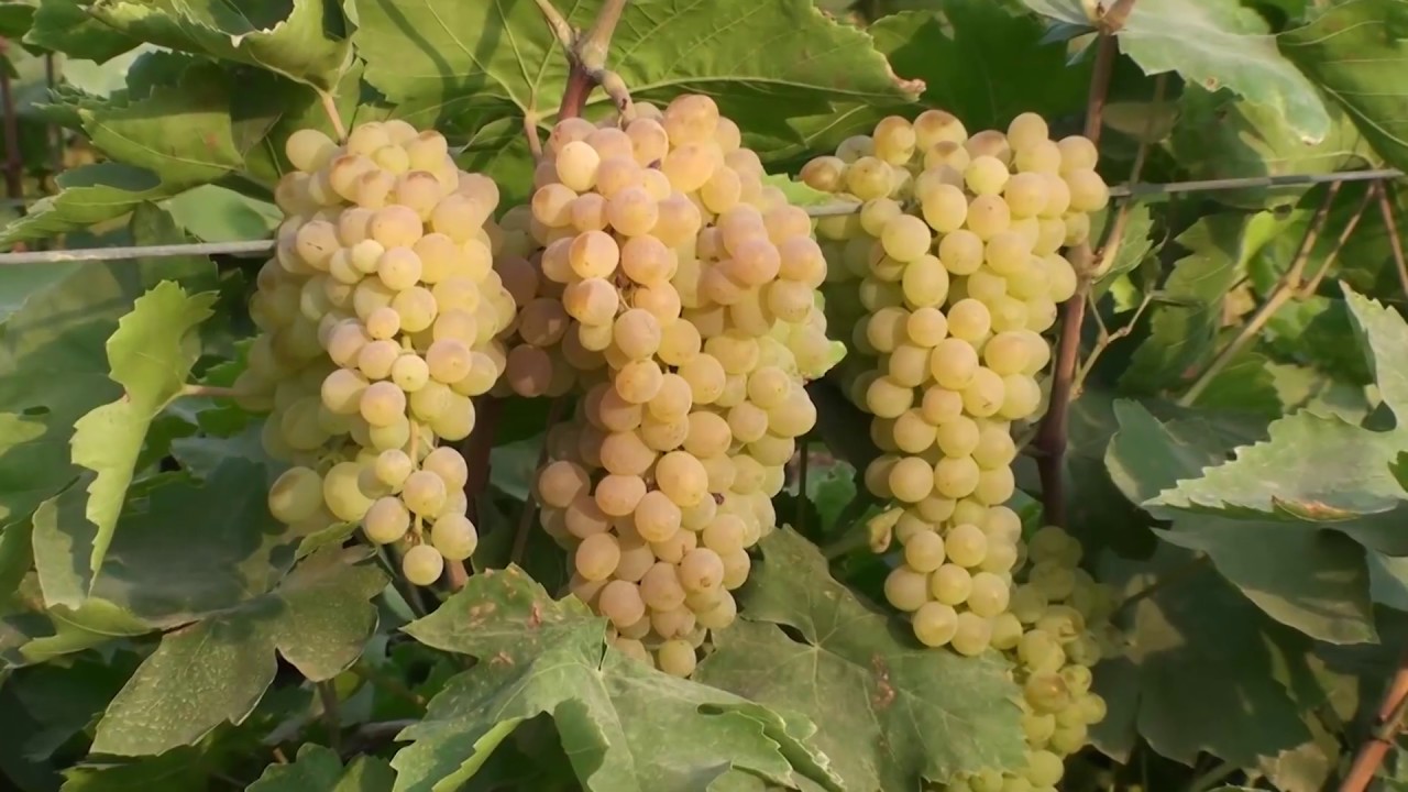 Лучшие десертные сорта винограда