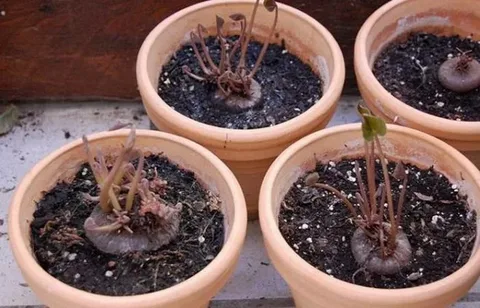 Выращивание и уход за цикламенами: секреты процветания красивых цветов