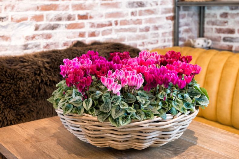 Выращивание и уход за цикламенами: секреты процветания красивых цветов