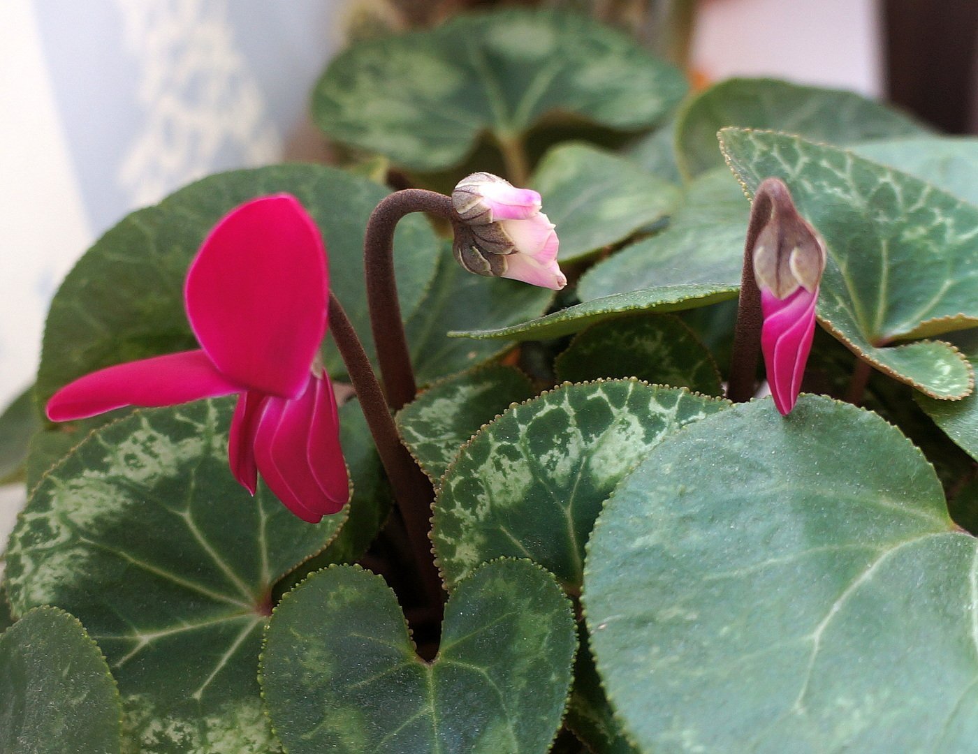 Выращивание и уход за цикламенами: секреты процветания красивых цветов