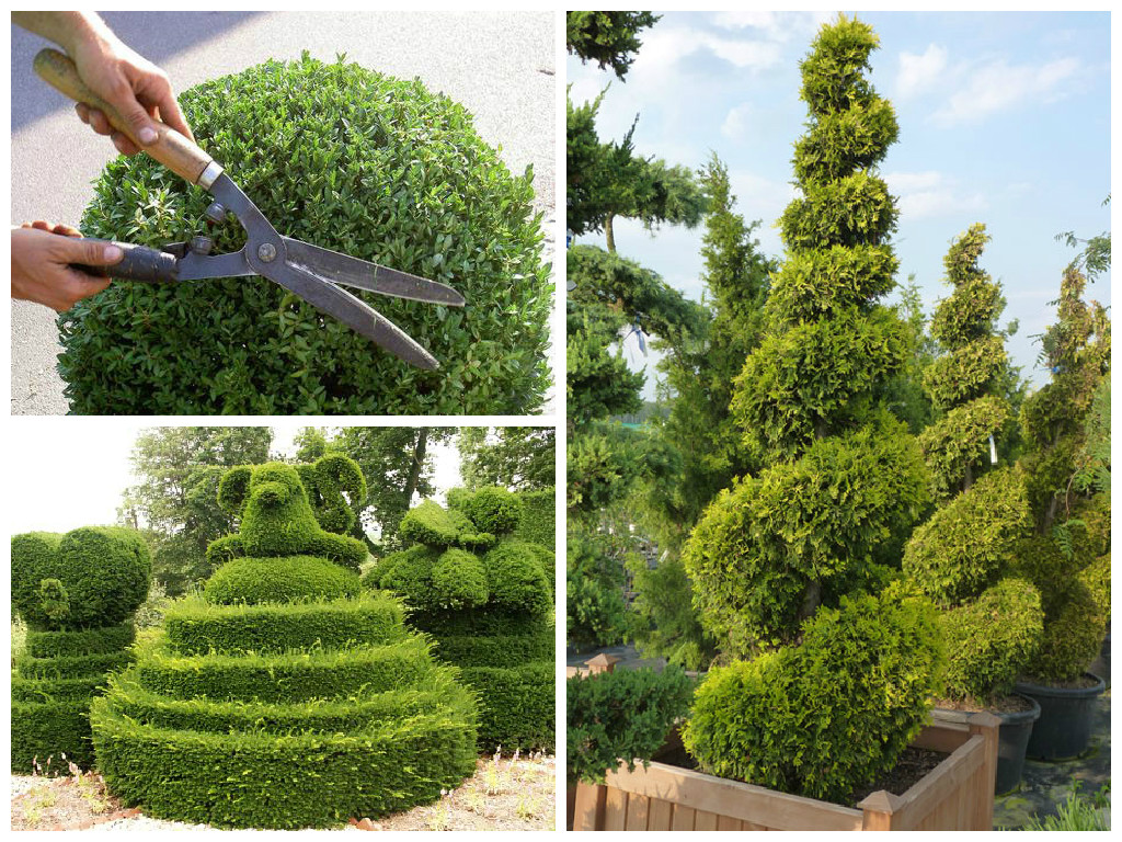 Посадка туи и правильный уход