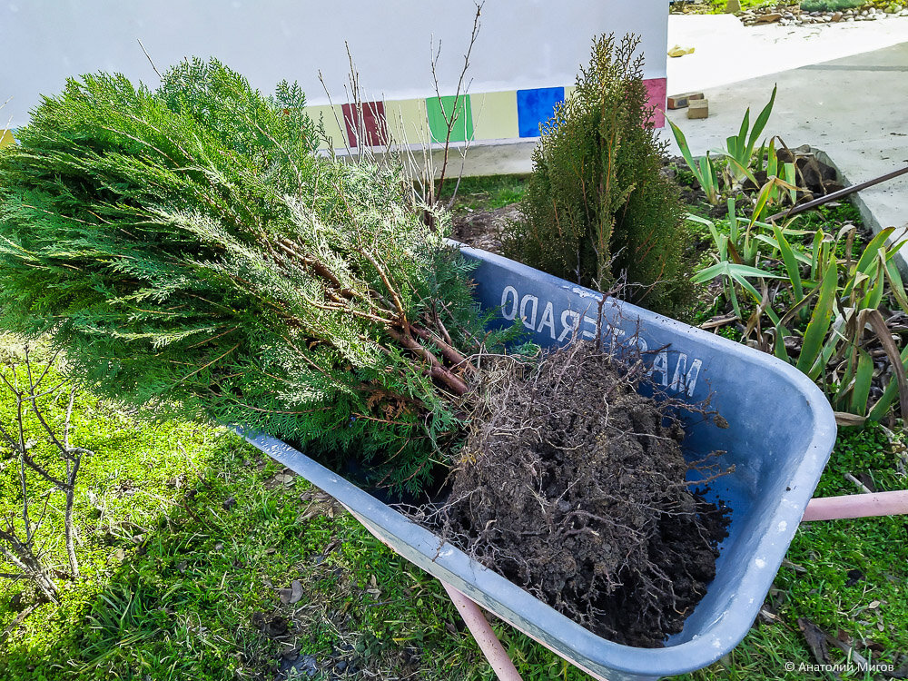 Посадка туи и правильный уход