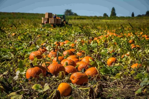 Как понять, что тыква созрела?