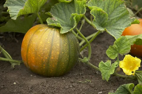 Как понять, что тыква созрела?