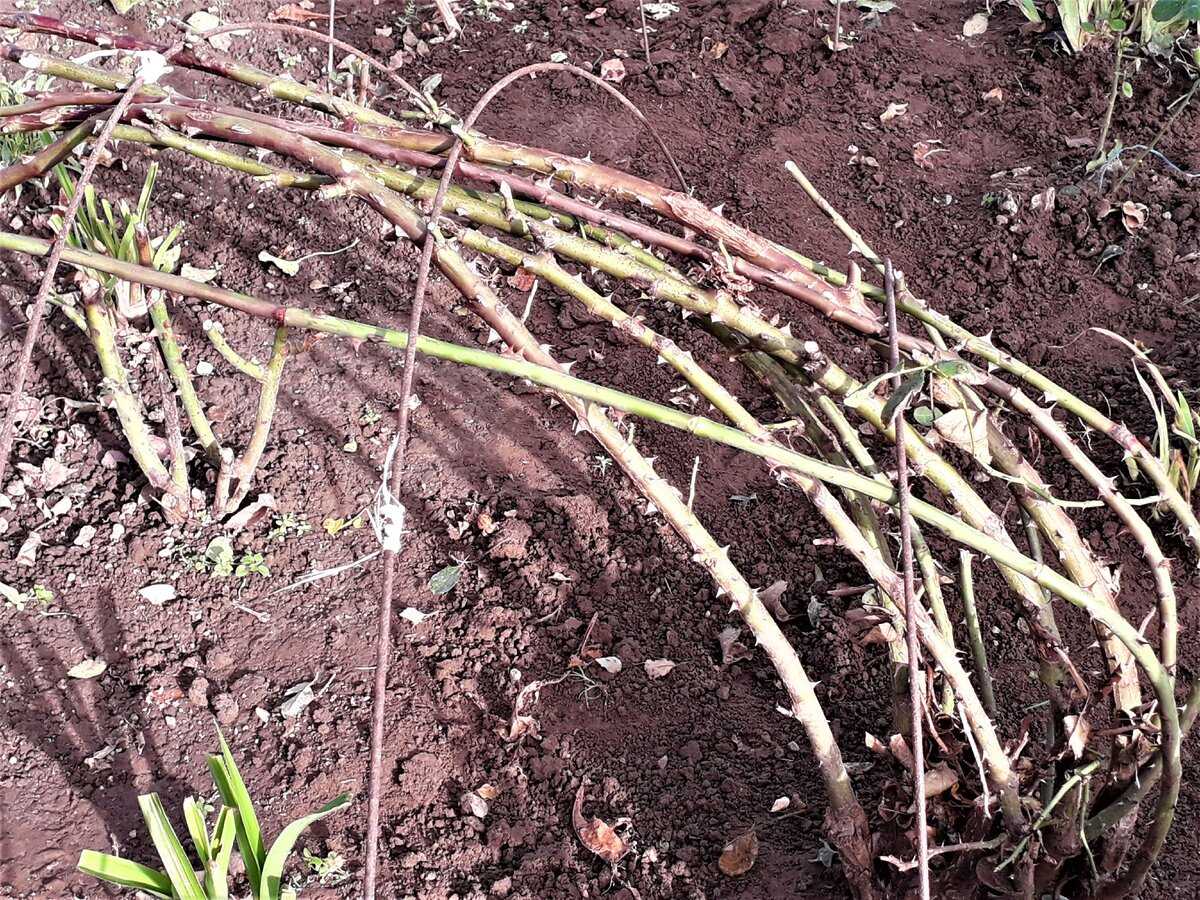 Осенняя обрезка плетистых роз