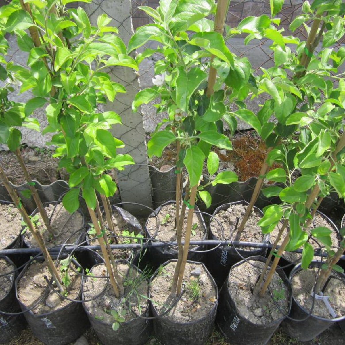 Сажаем яблоню: шаг за шагом к обильному урожаю