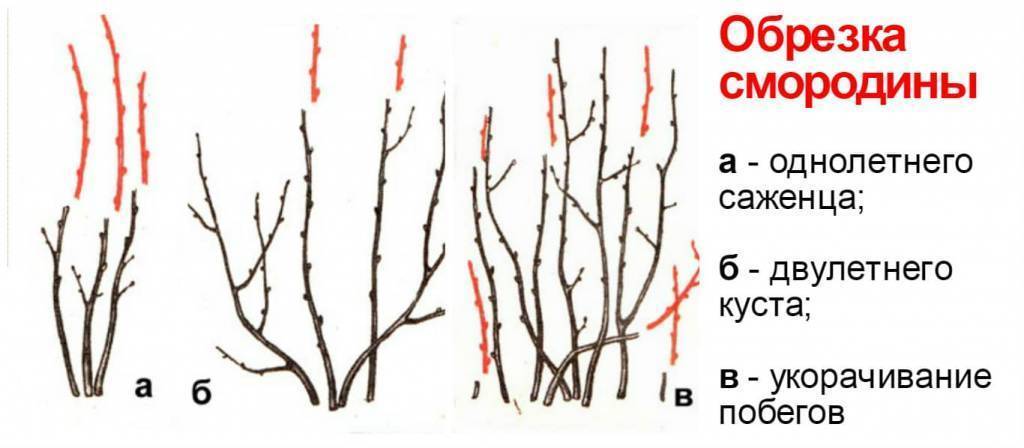 Обрезка красной смородины
