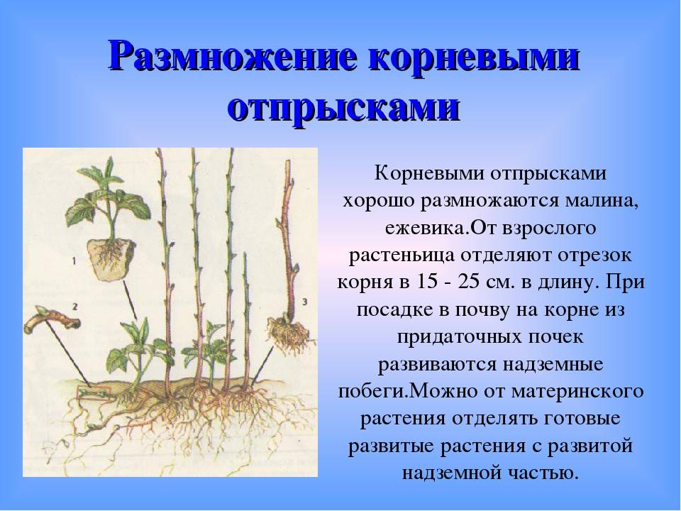 Способы размножения малины: от семян до черенков