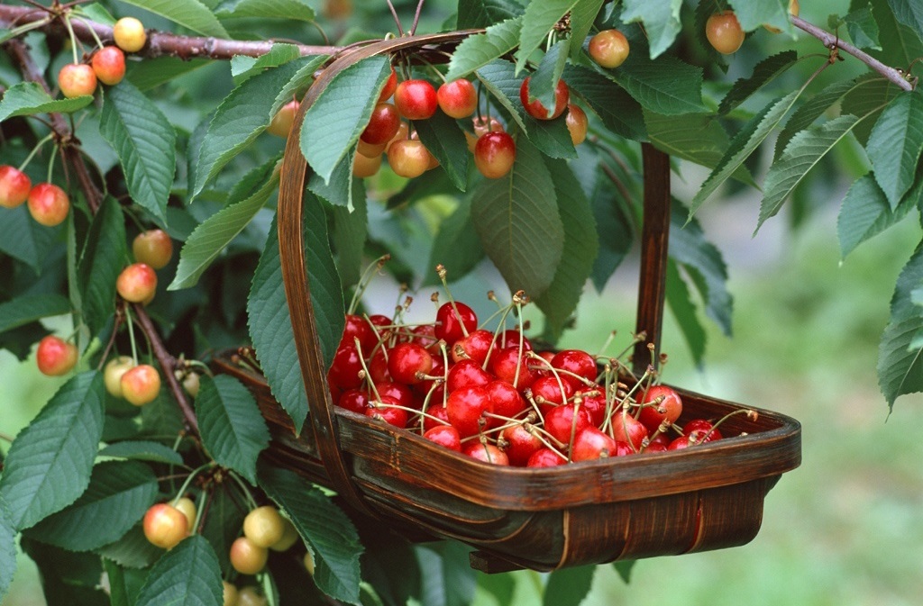 Правильная посадка черешни