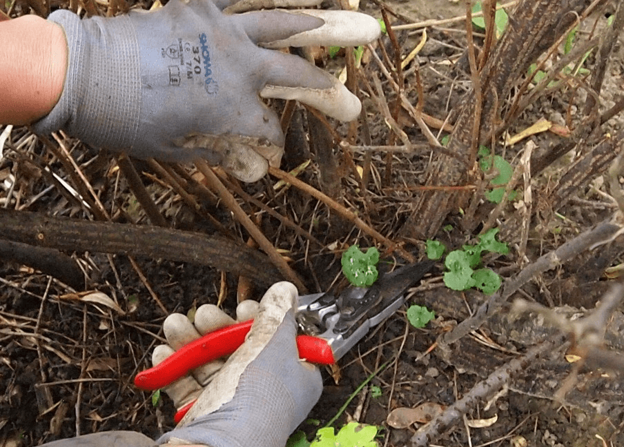 Обрезка черной смородины