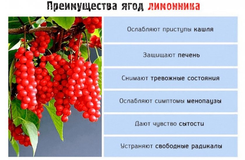 Лимонник китайский: правильный уход