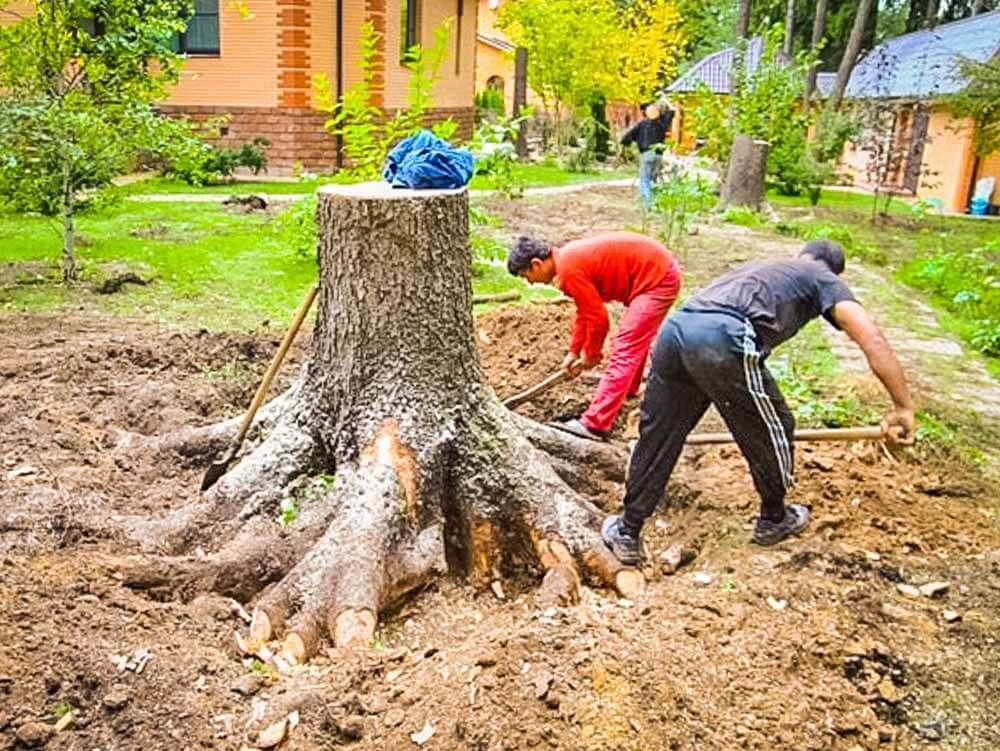 Корчевка пней на участке: удобные способы и полезные советы