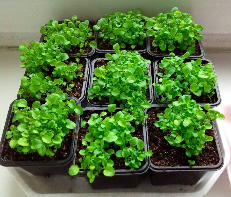 Выращивание лобелии из семян: секреты успешного процесса