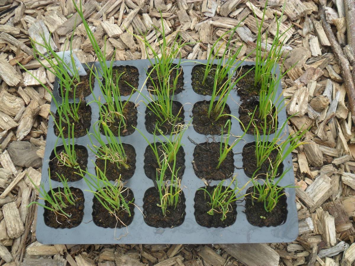 Посадка и выращивание лука-порея