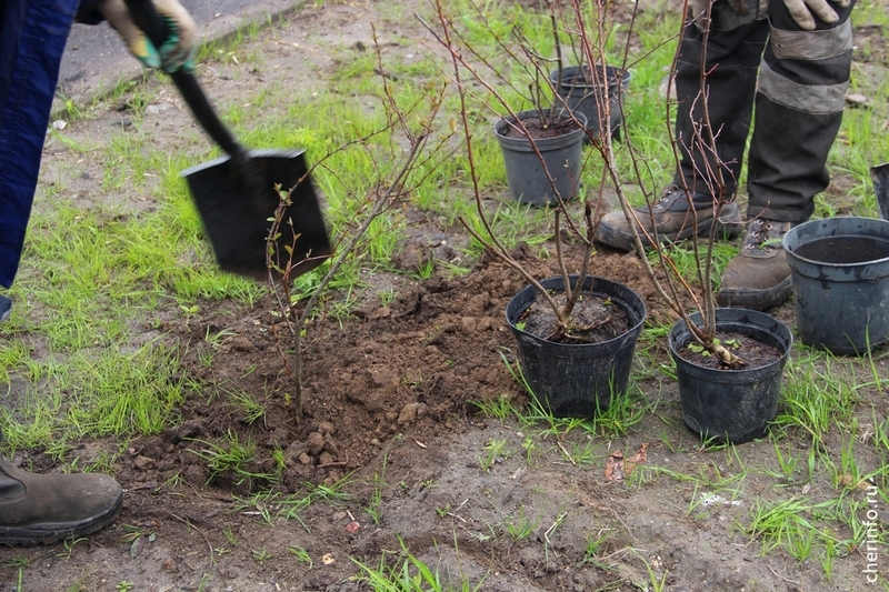 Посадка и уход за кизильником