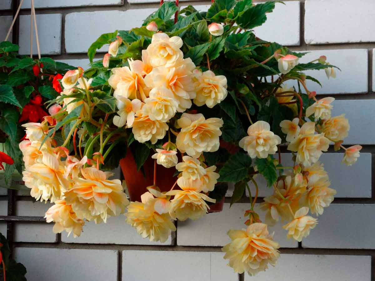 Садовые ампельные растения на даче