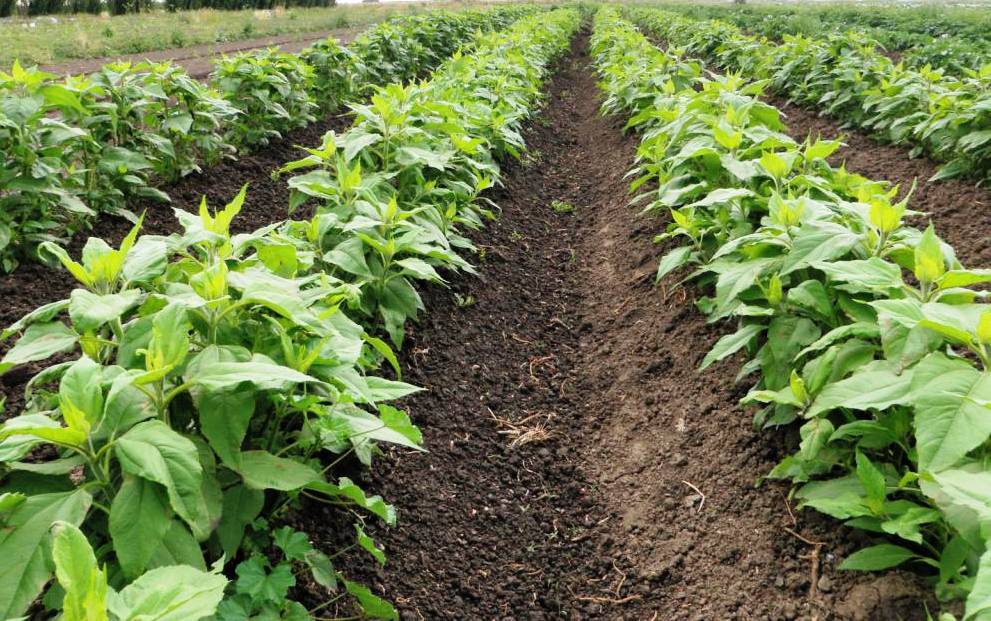 Выращивание топинамбура: посадка и уход