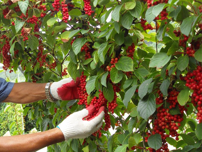 Лимонник китайский: правильный уход