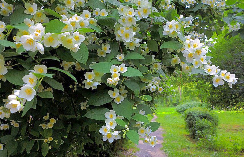 Декоративные цветущие кустарники для сада: красота прямо у вас под окном