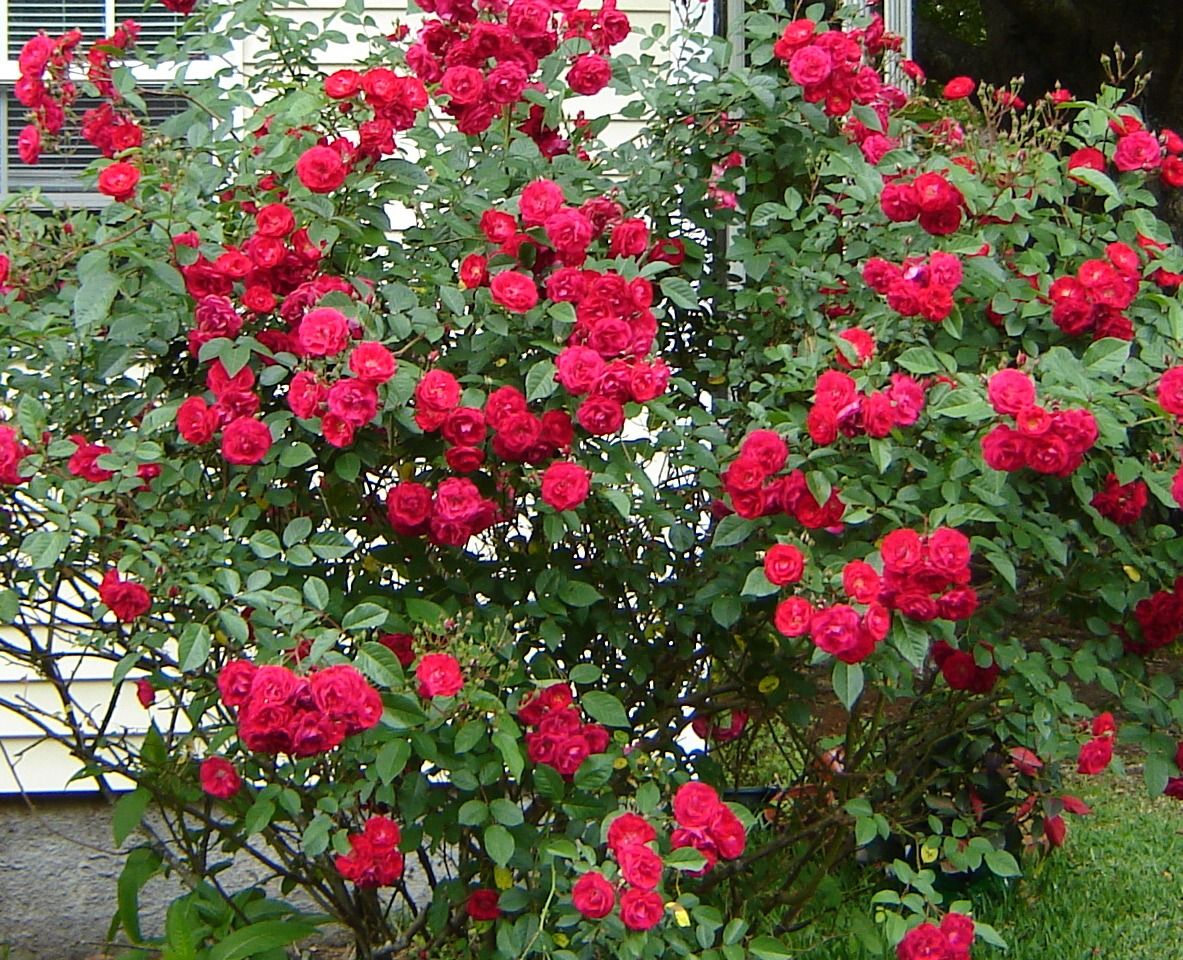 Высокорослые цветы для вашего сада