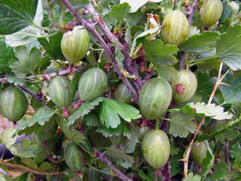 Посадка крыжовника весной