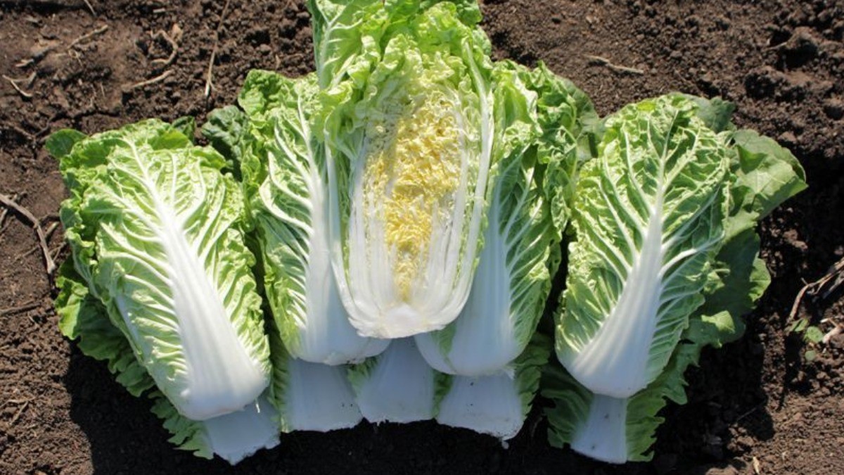 Посадка и выращивание пекинской капусты