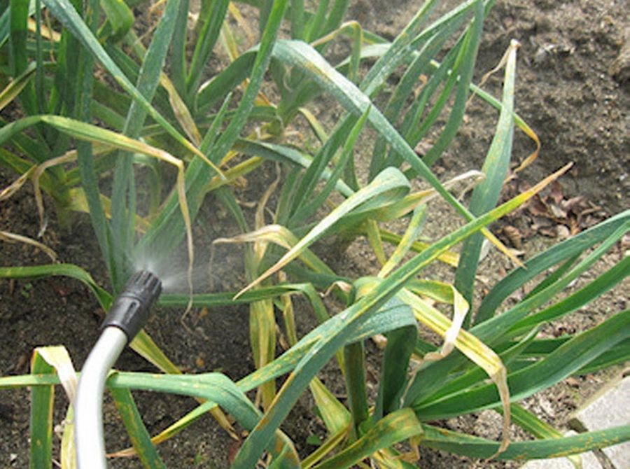 Чем подкормить чеснок?