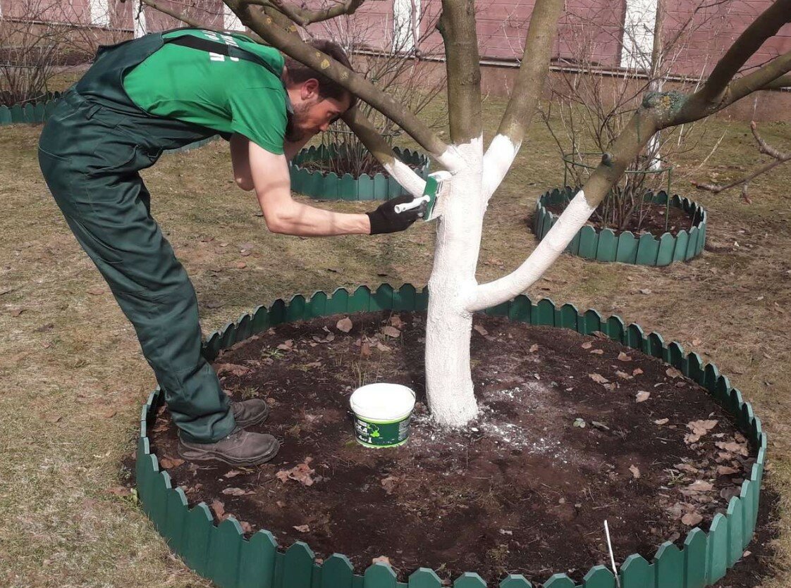 Побелка плодовых деревьев: важное условие здоровья и урожайности