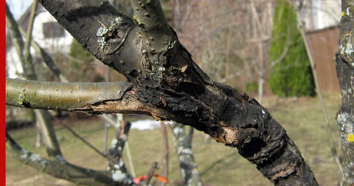 Болезни яблони: симптомы, профилактика и лечение