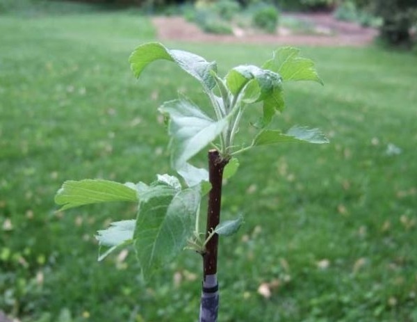 Как вырастить яблоко из черенка: пошаговая инструкция