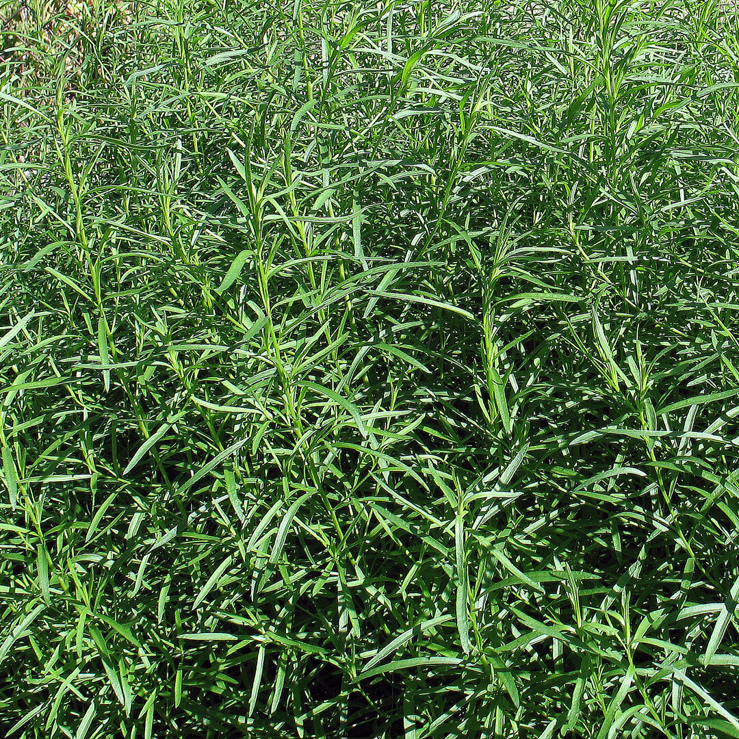 Выращивание тархуна (эстрагона): как получить неповторимый аромат и вкус