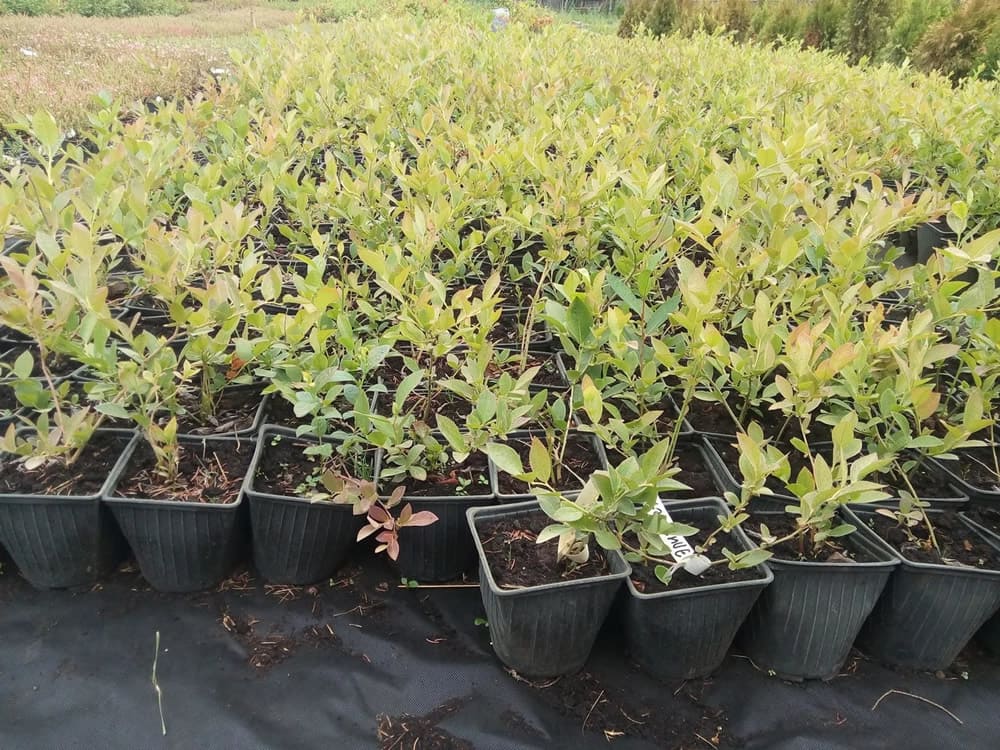 Правильная посадка голубики на вашем участке