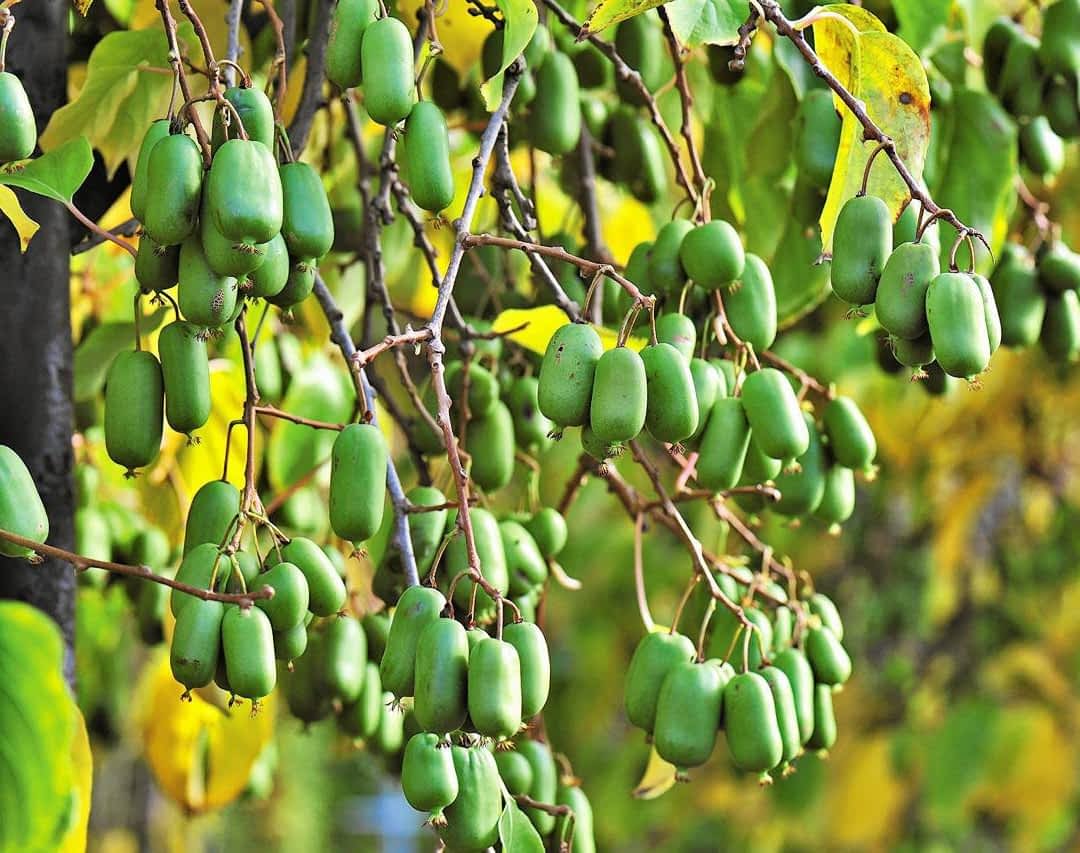 Посадка и уход за актинидией