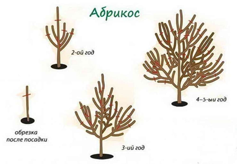 Обрезка абрикоса весной