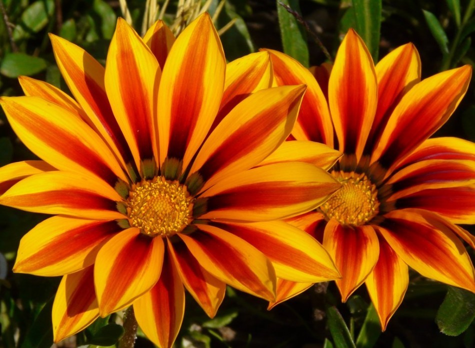 Выращивание и уход за гацанией