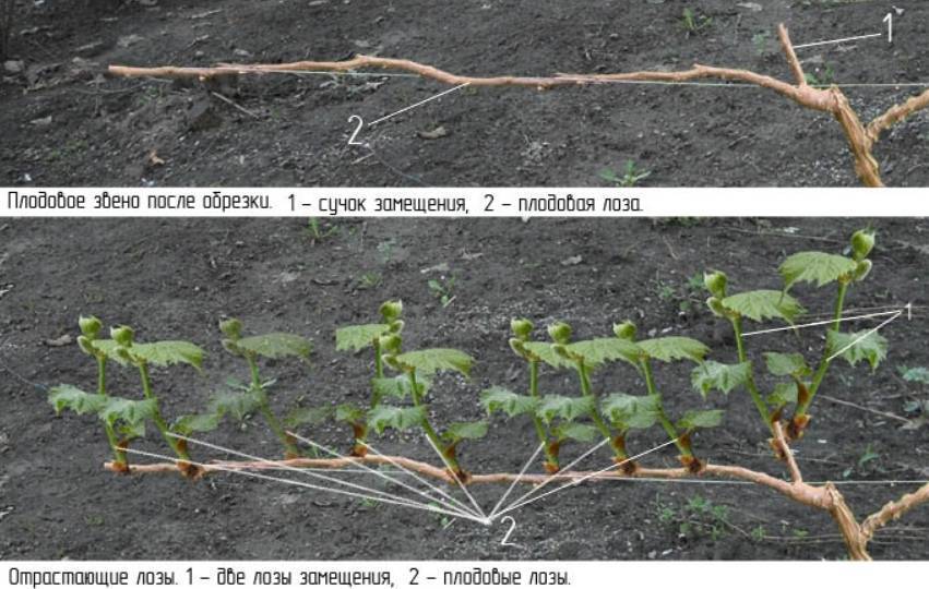 Обрезка винограда весной: важные правила и рекомендации