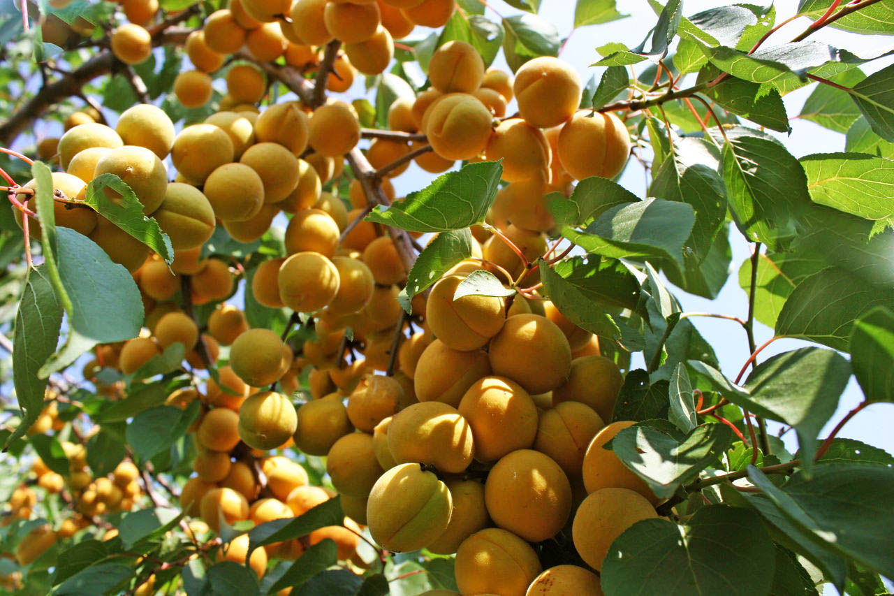 Выращивание и уход за абрикосом