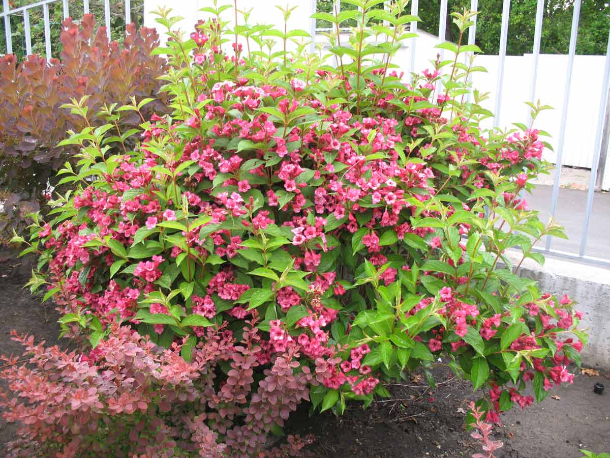 Как вырастить вейгелу