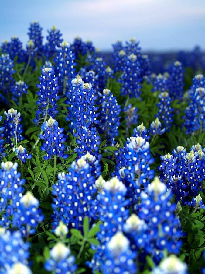 Люпин: выращивание, фото