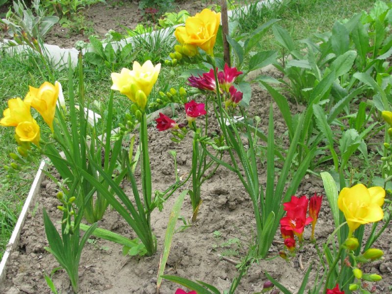 Посадка и уход за фрезией: красота, которую можно вырастить своими руками