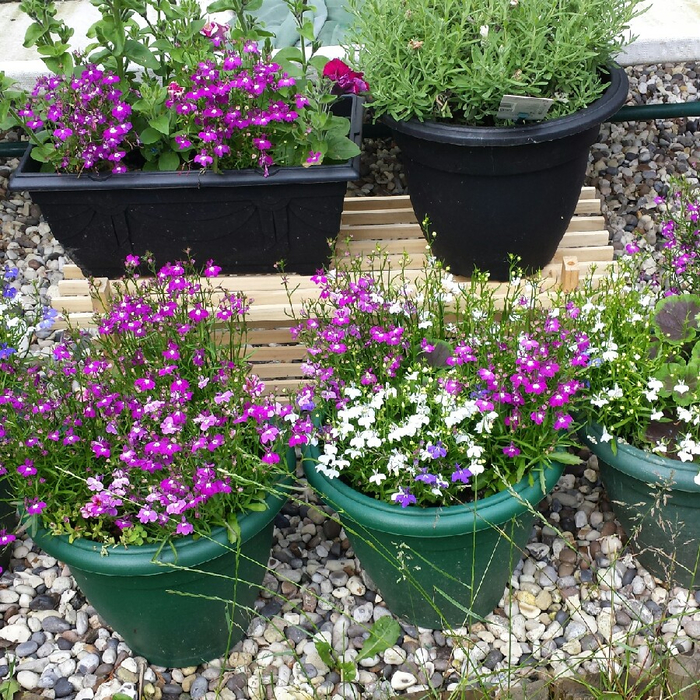 Правильная посадка лобелии в вазонах