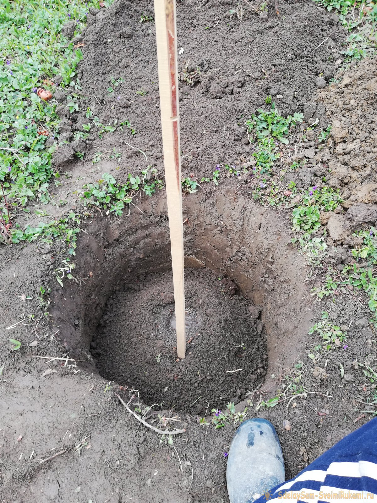 Выращивание и уход за абрикосом