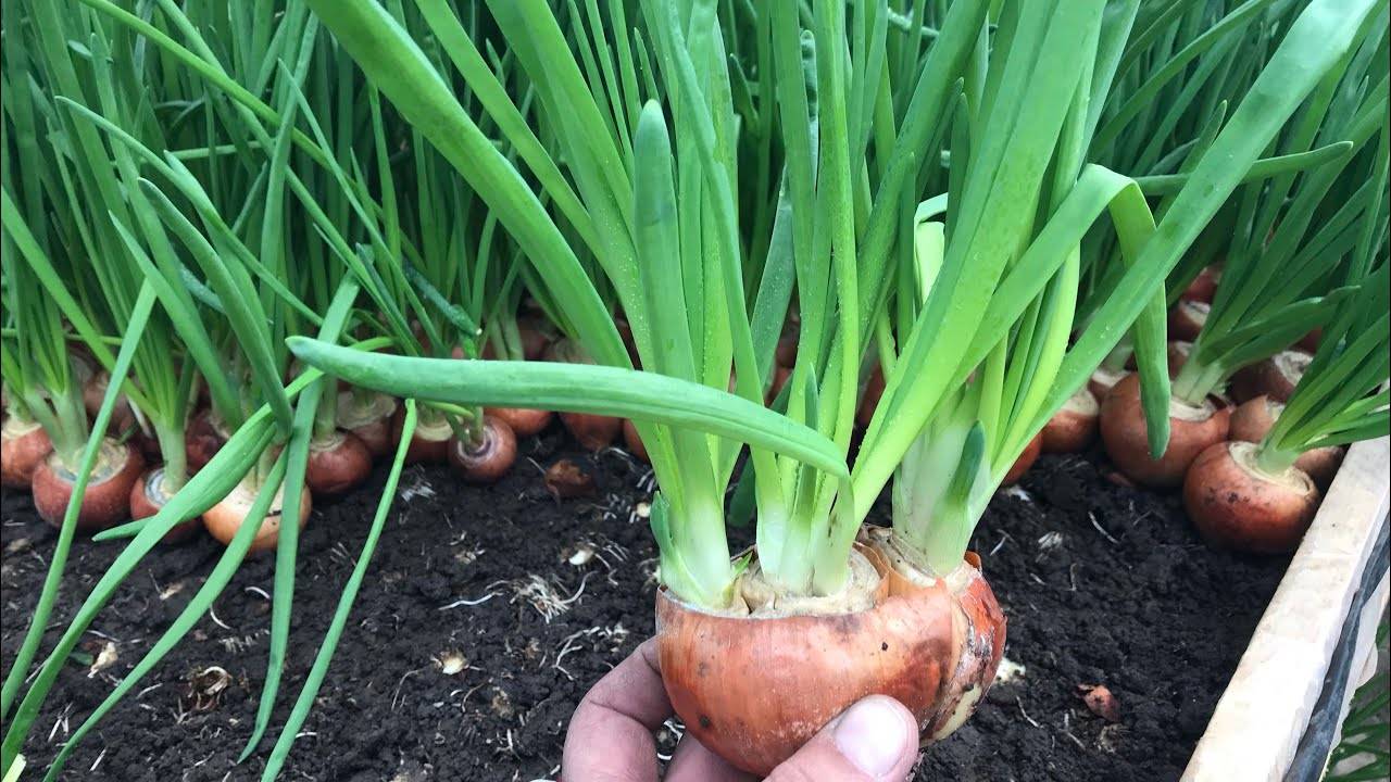 Выращиваем лук на зелень