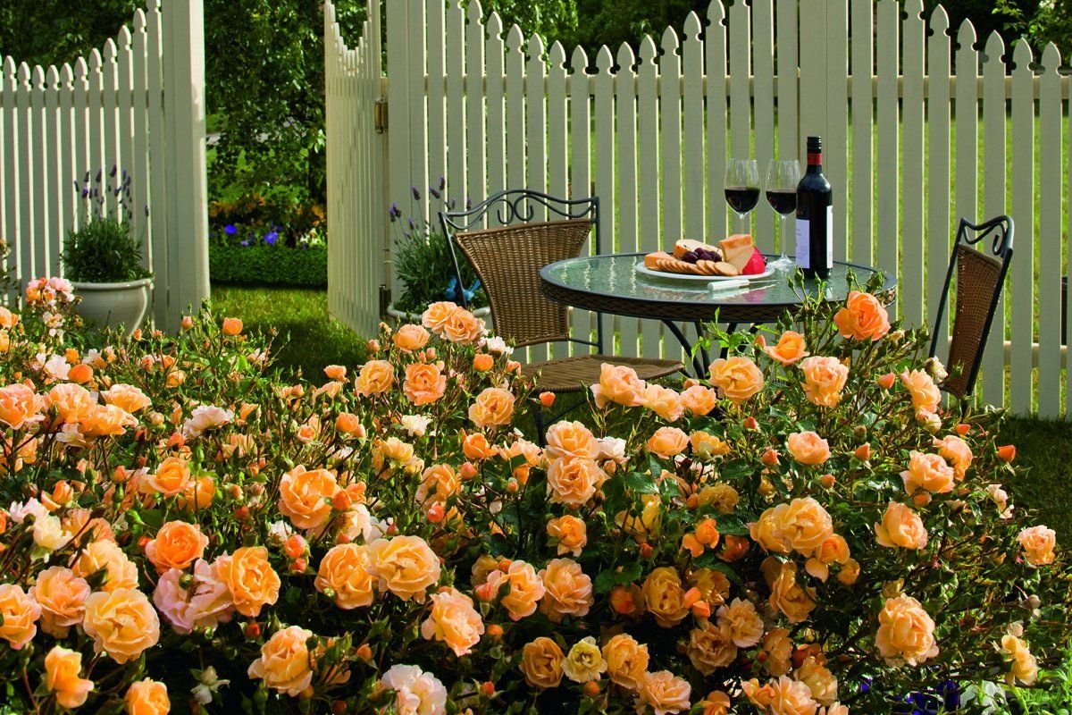 Почвопокровные розы в ландшафтном дизайне