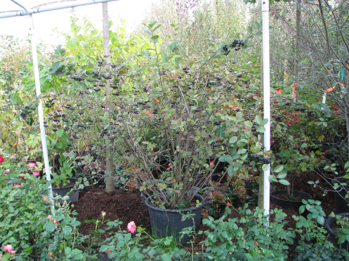 Когда и как посадить черноплодную рябину