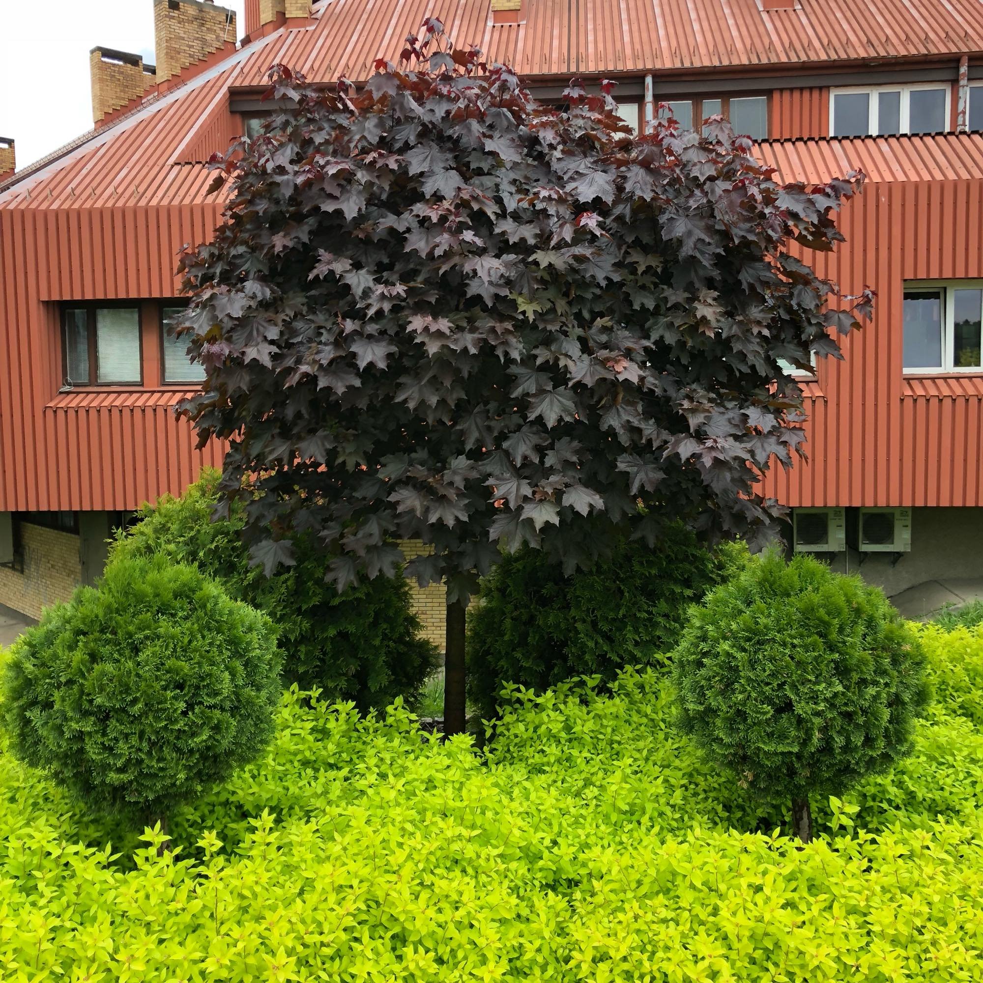 Клён в ландшафтном дизайне: преимущества и разнообразие сортов