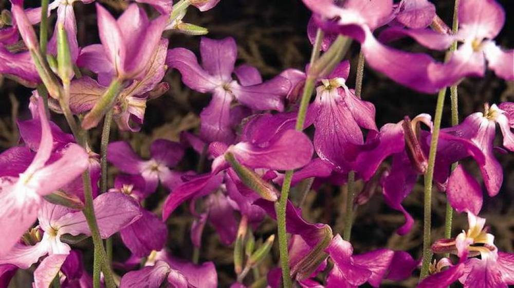 Выращивание маттиолы двурогой